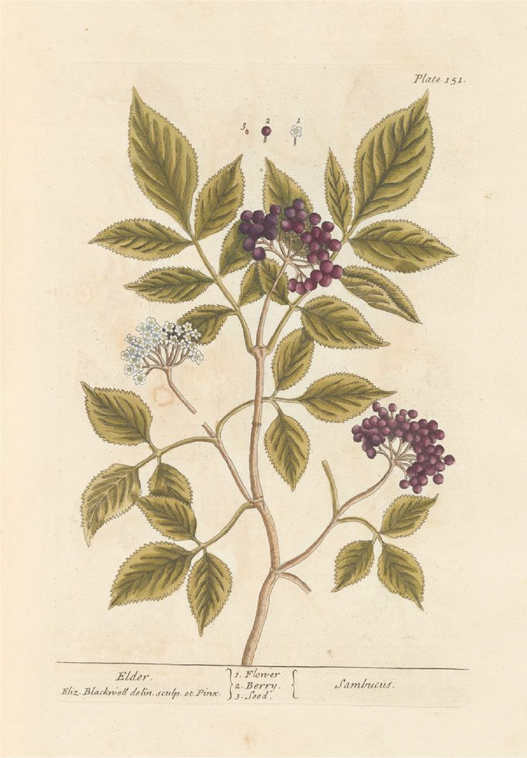 Flores
